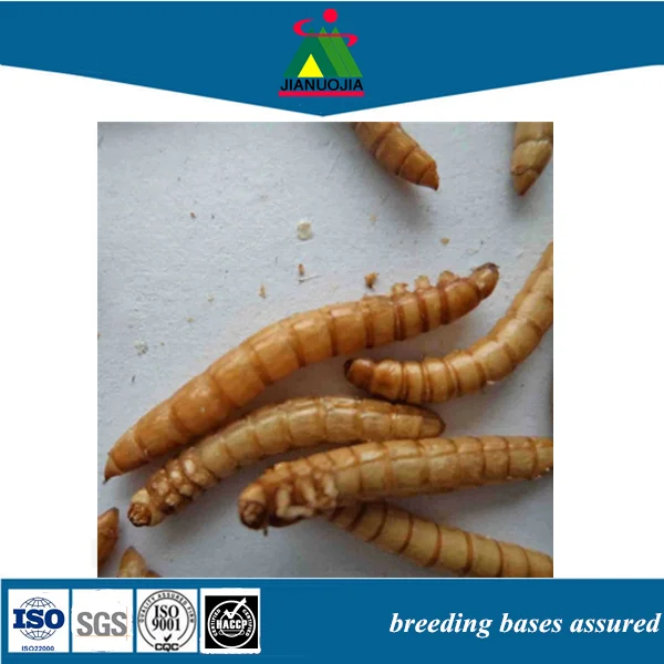 wholesale worm breeding dried mealworms 25kg pigeon feed