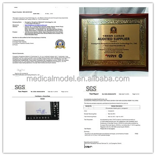 R190113 Veterinary Supply Animal Pet Dog Medical Anatomy Canine Skeleton Model