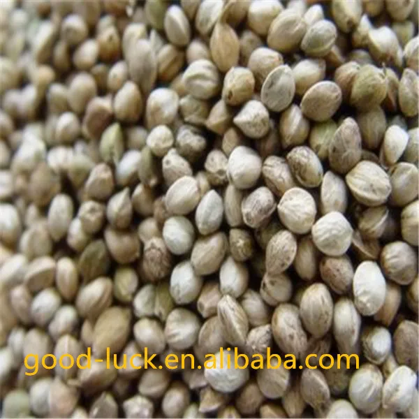 Высокое качество семян конопли в продаже ( 2014 урожай )