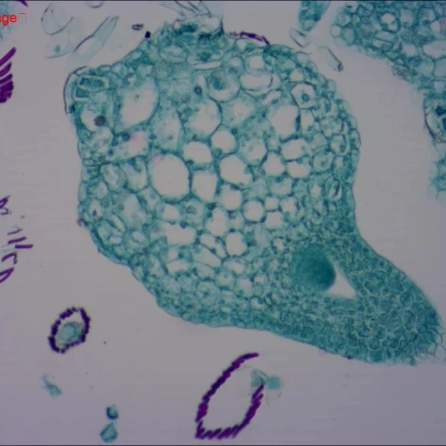 Fixed set 15 kinds aquatic freshwater life Microscope microscopy prepared slides