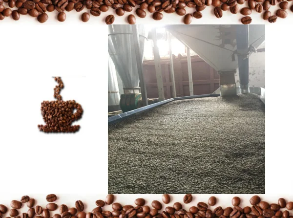 
The Best Green Coffee Beans -- Arabica -- 