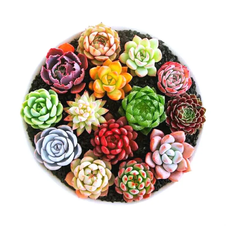 
Домашнее растение, многолетний натуральный продукт, суккуленты, растения Crassulaceae Echeveria 