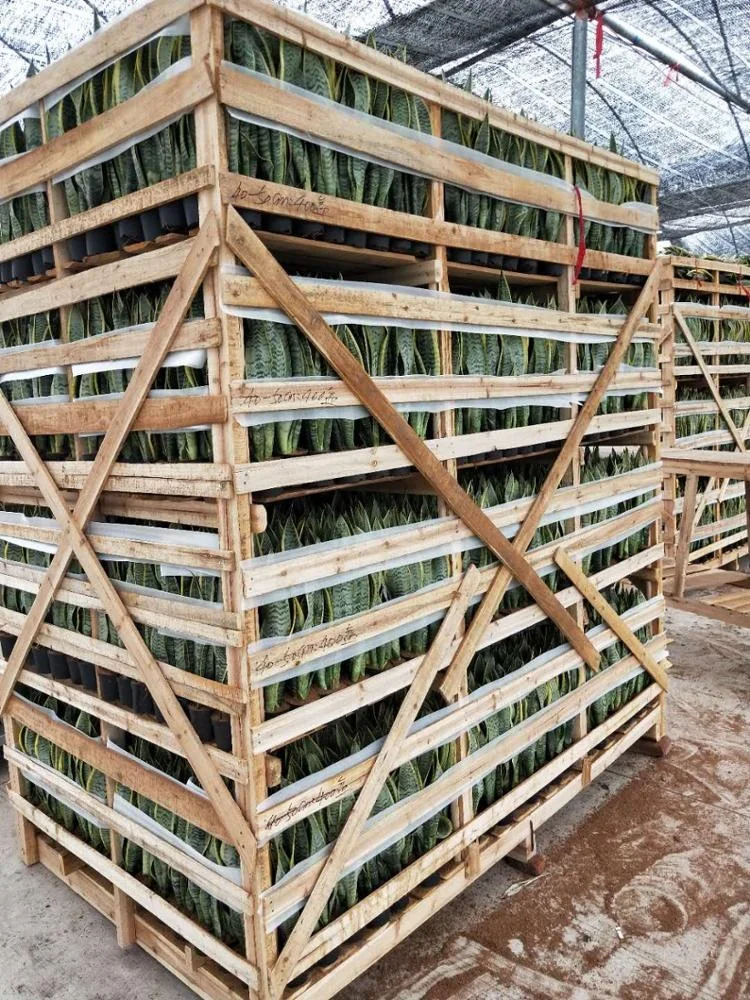  Оптовая продажа живое растение змеиное