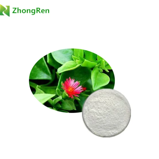 
Powder form and drum packaging Andrographis Paniculata Extract Andrographolide 98% 