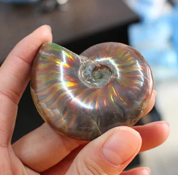 Gleamy Natural Ammonite Fossil, Rainbow Polished Jade Pattern Ammonite Fossil Madagascar
