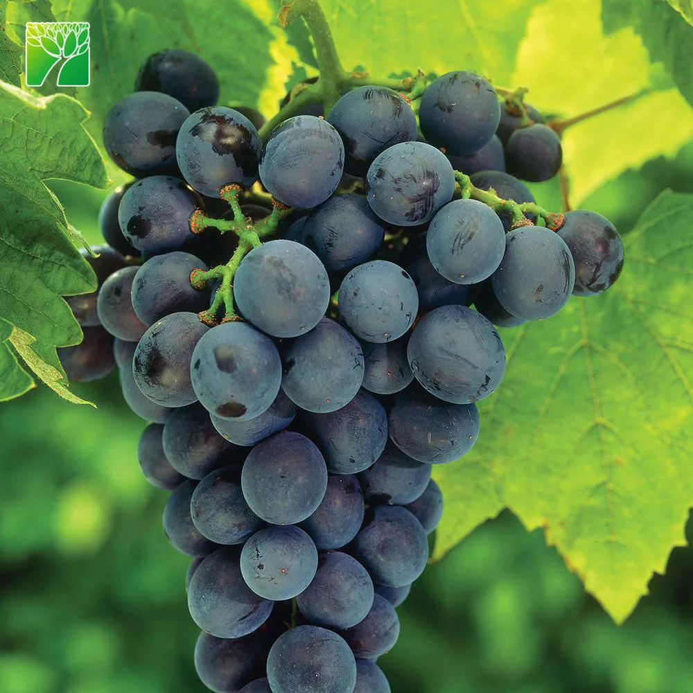 
 Полный Солнечный свет, concord, голубой виноград, фруктовое дерево, саженцы Vitis vinifera  