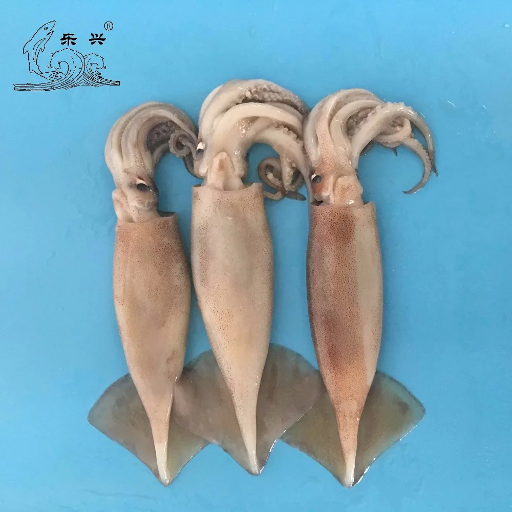 Frozen illex squid IQF