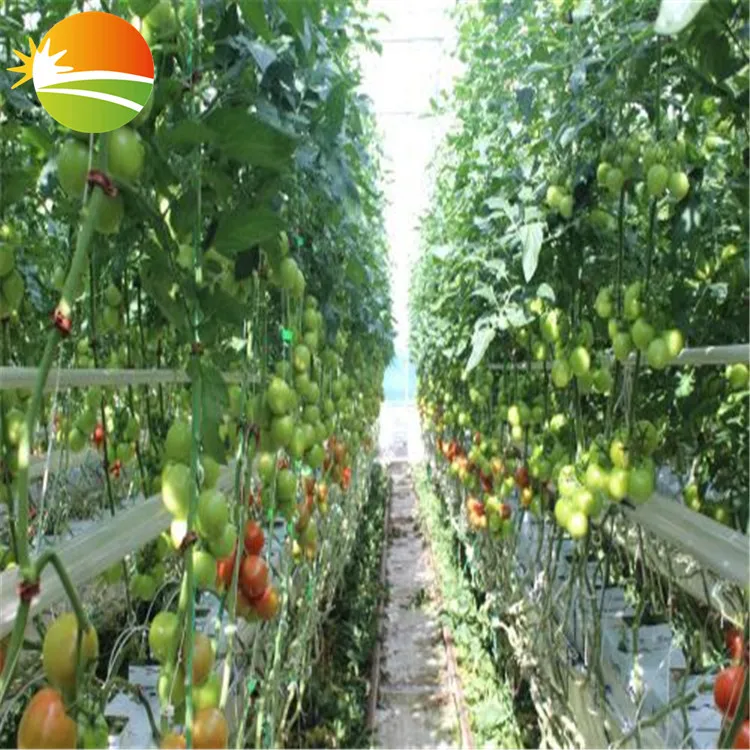 multi span  greenhouse with hydroponic system for tomato plant
