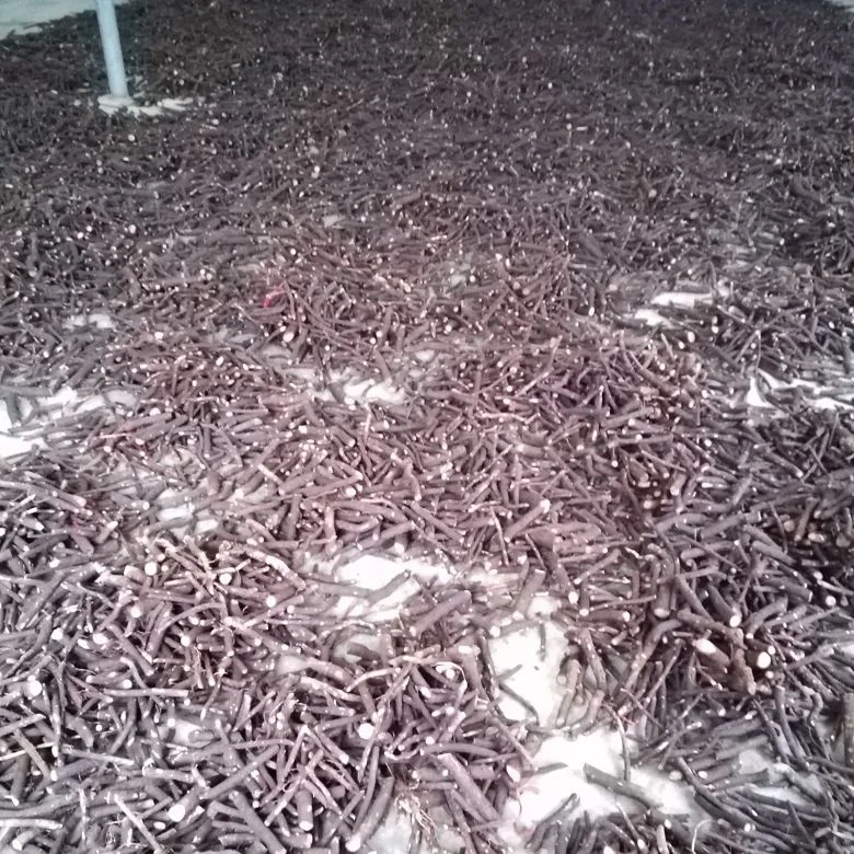 
new fresh fast grow paulownia hybrid 9503 root with phytosanitary certificate 