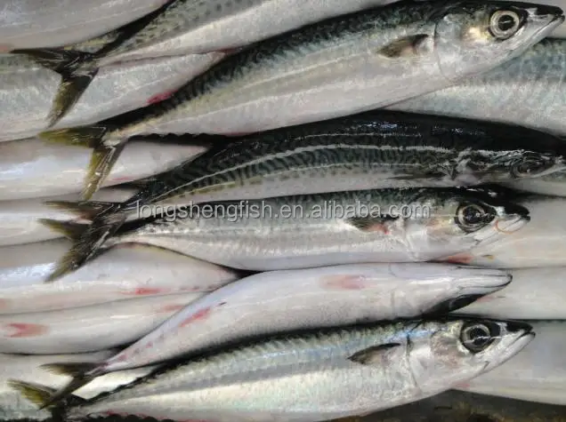 Hot Selling Cheap Price Sea Frozen Pacific Mackerel Chinese mackerel Scomber Japonicus