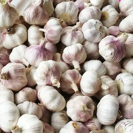 Fresh garlic manufacturer factory from China