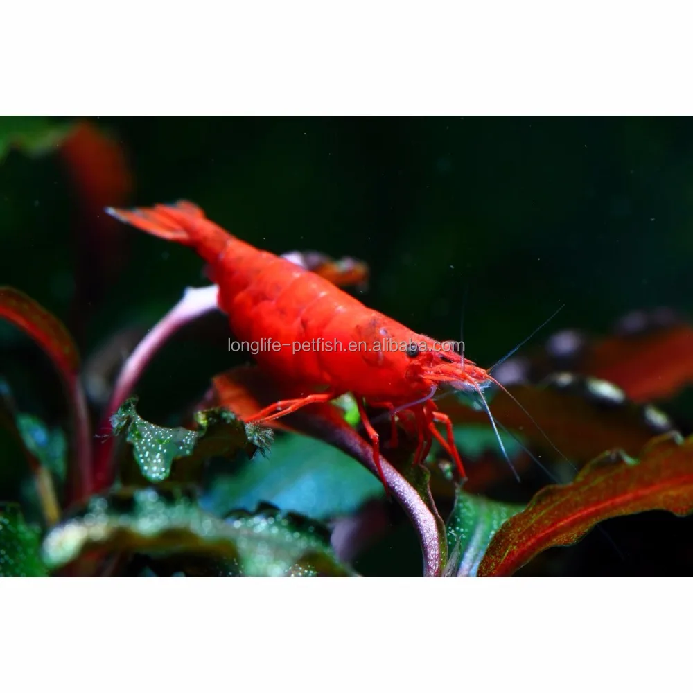 Горячая Распродажа 2018, красная креветка, окрашенная в реальном времени