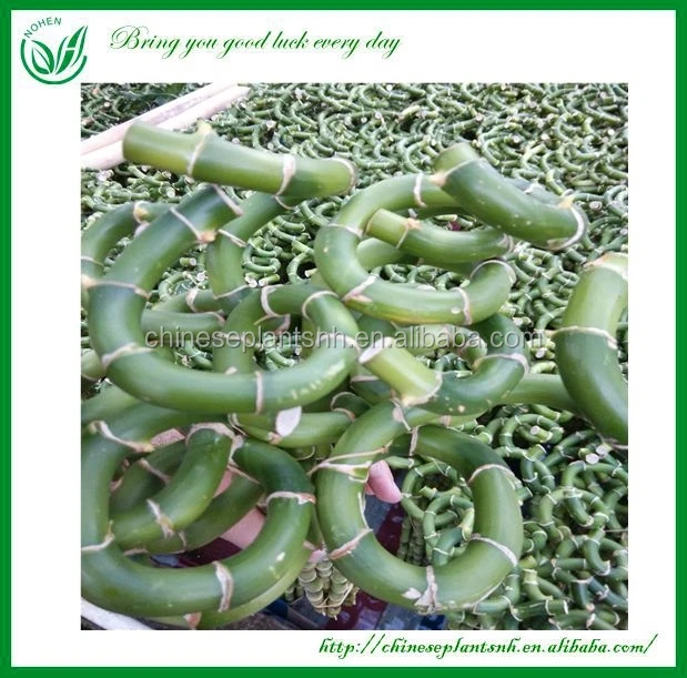 
Dracaena Lucky Bamboo Wholesale 