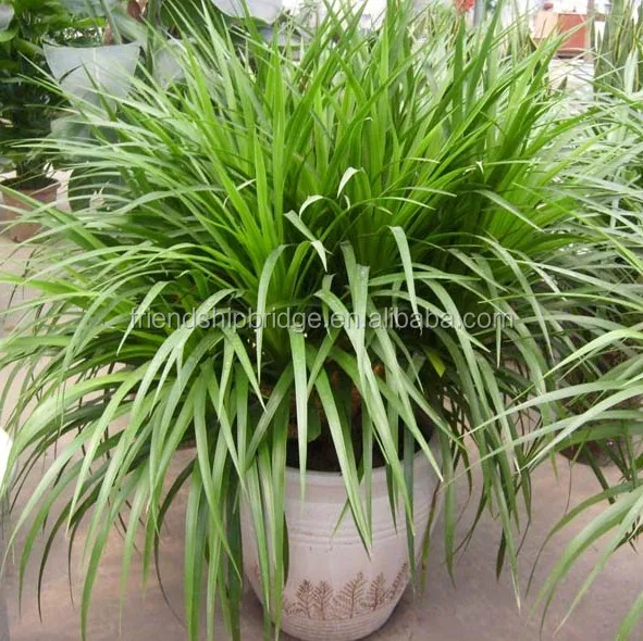 Бонсай драцена ангустифолия