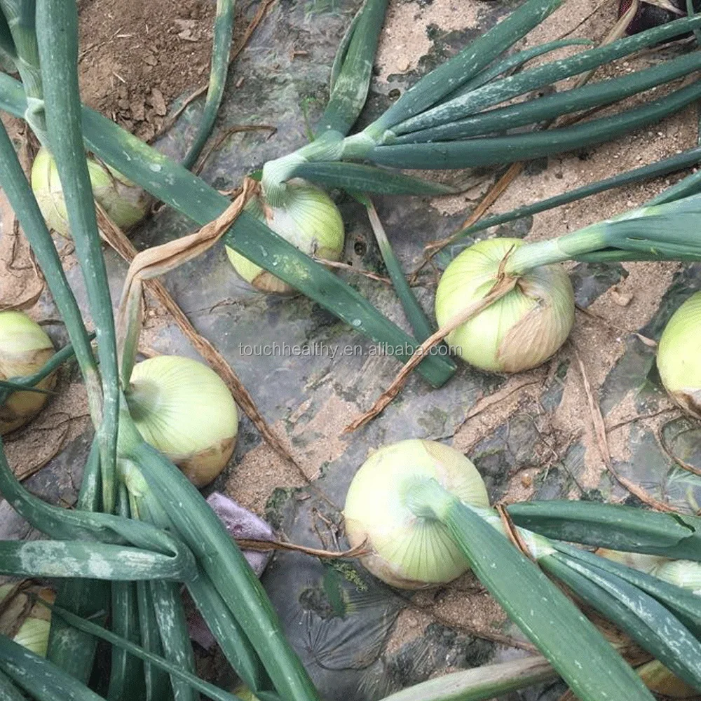 2021 Touchhealthy поставка китайского высококачественного гибридного красного белого желтого фиолетового лука F1 для выращивания в упаковке 100 г/пакет