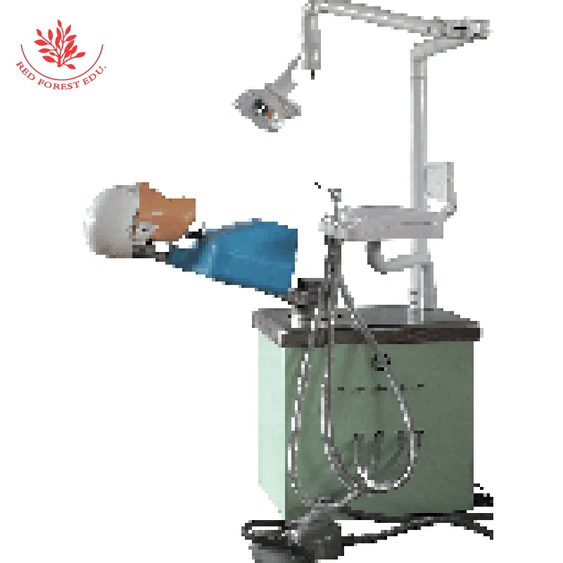 Dental school teaching and learning Standard Oral Dental tooth teaching model