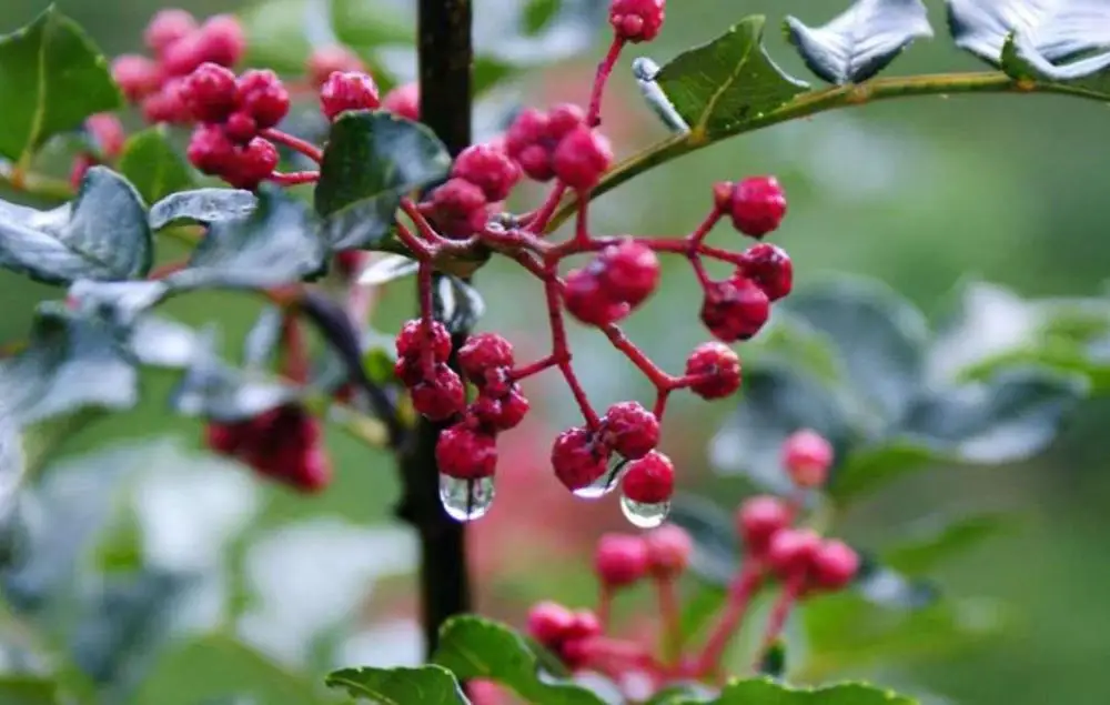 chuan jiao Dried Pure Szechuan pepper Tooth Ache Tree fruits shells