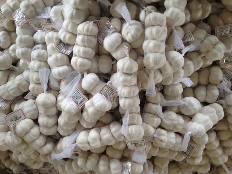 
buy garlic dry garlic wholesale with best price 