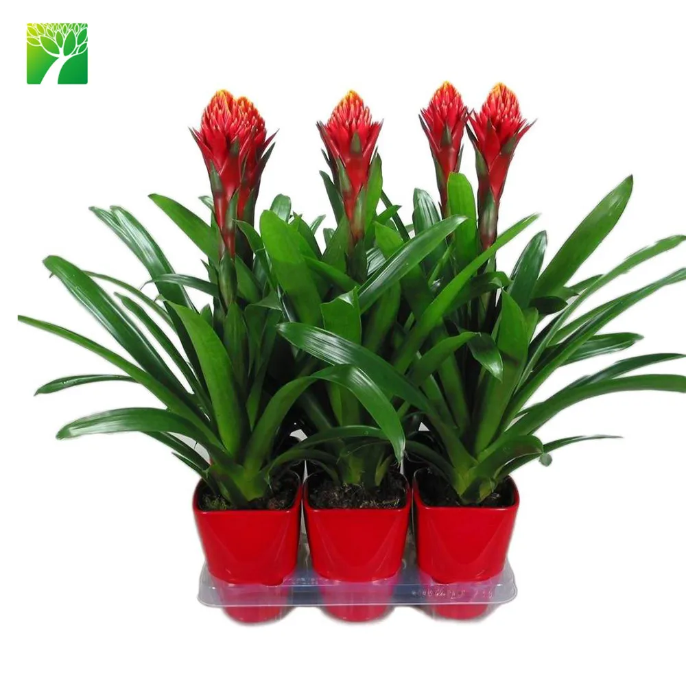 Hot sale indoor decoration perennial flower plant tufted airplant Guzmania atilla