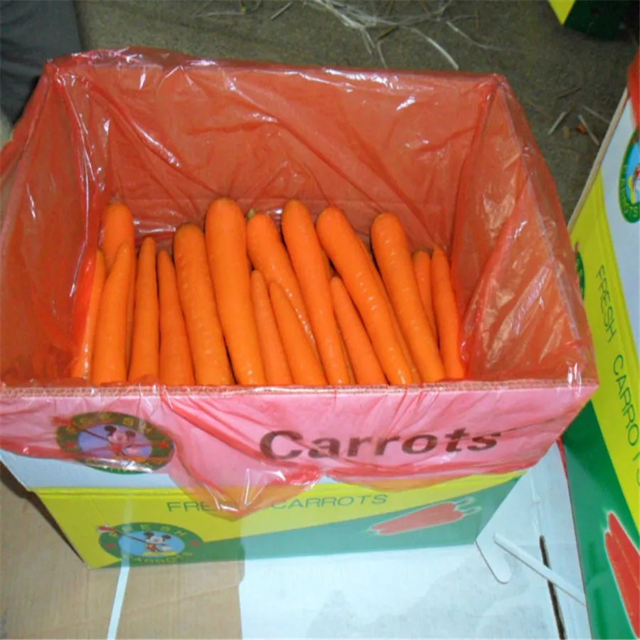 
Fresh Style and Umbelliferous Vegetable Product Type Fresh Carrot 