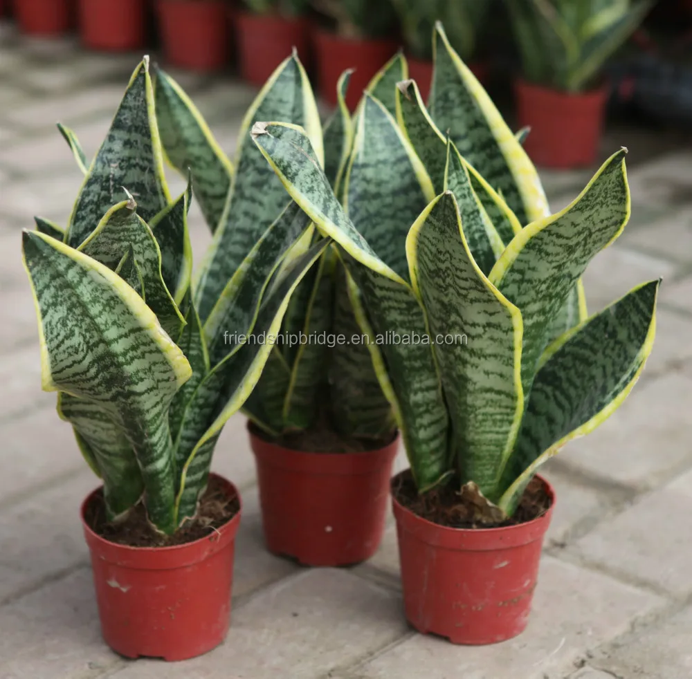 
golden green Sansevieria for indoor ornamental bonsai plants 