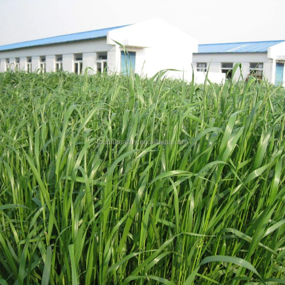 2021 год, семена ryegrass, семена корма, семена травы, восстанавливающие рост, по-прежнему растет сильно