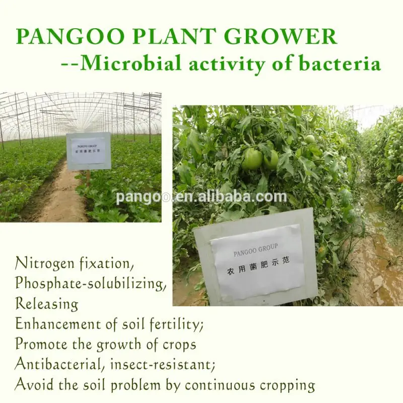 Silicate Bacteria Fertilizer Additives 10 bilion cfu/g for tomatoes, beans PANGOO PLANT GROWER
