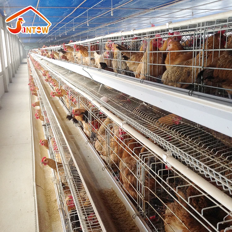 Automatic cleaning machine PP belt manure removal system for chicken cage