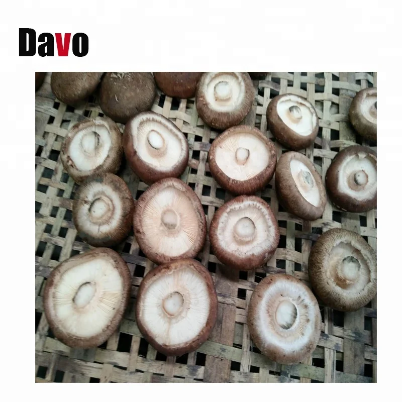 High Efficient Mushroom Stem Root Removal Cutting Machine  Mushroom Leg Separator Machine
