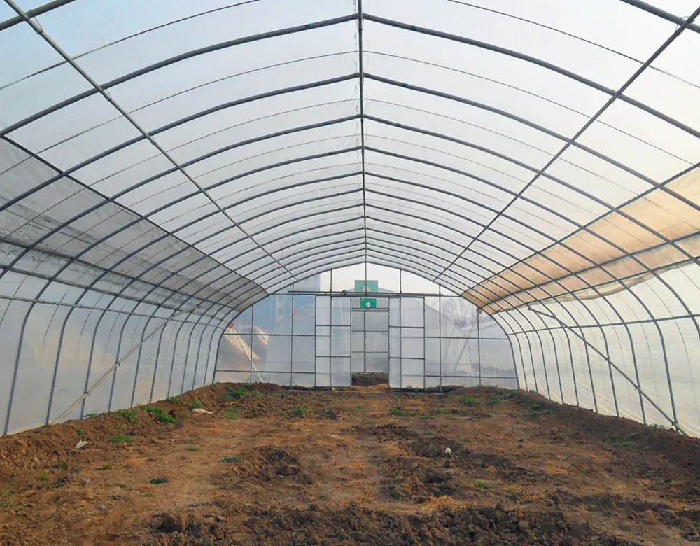 Greenhouse From Holland Type Plastic Film Single-Span Solar Greenhouse Grown Throughout the Year