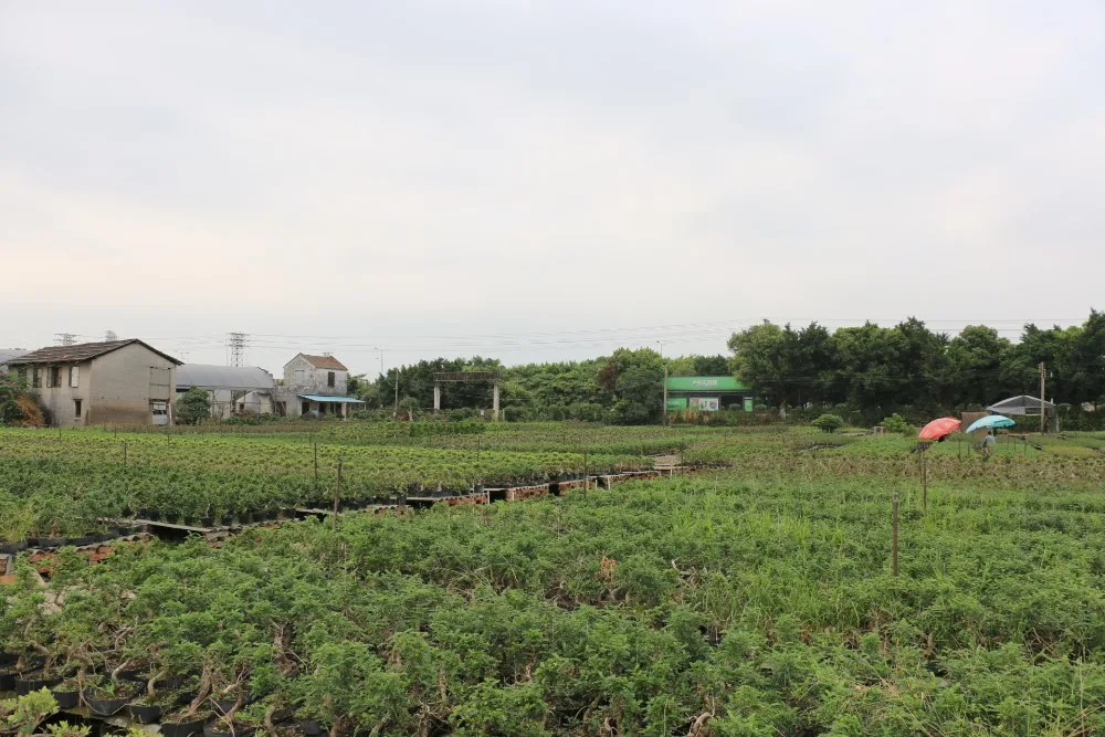 
Pepper tree indoor bonsai export wholesale 