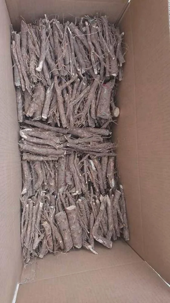 Paulownia roots 9501 Paulownia elongata Shantong Paulownia for Wholesale