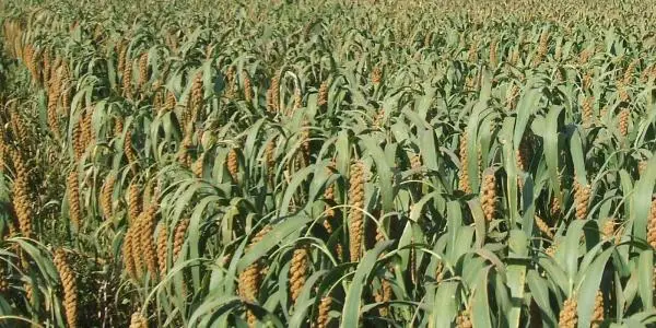 
Organic Fertilizer, Sodium Humate, Base & Foliar Fertilizer 