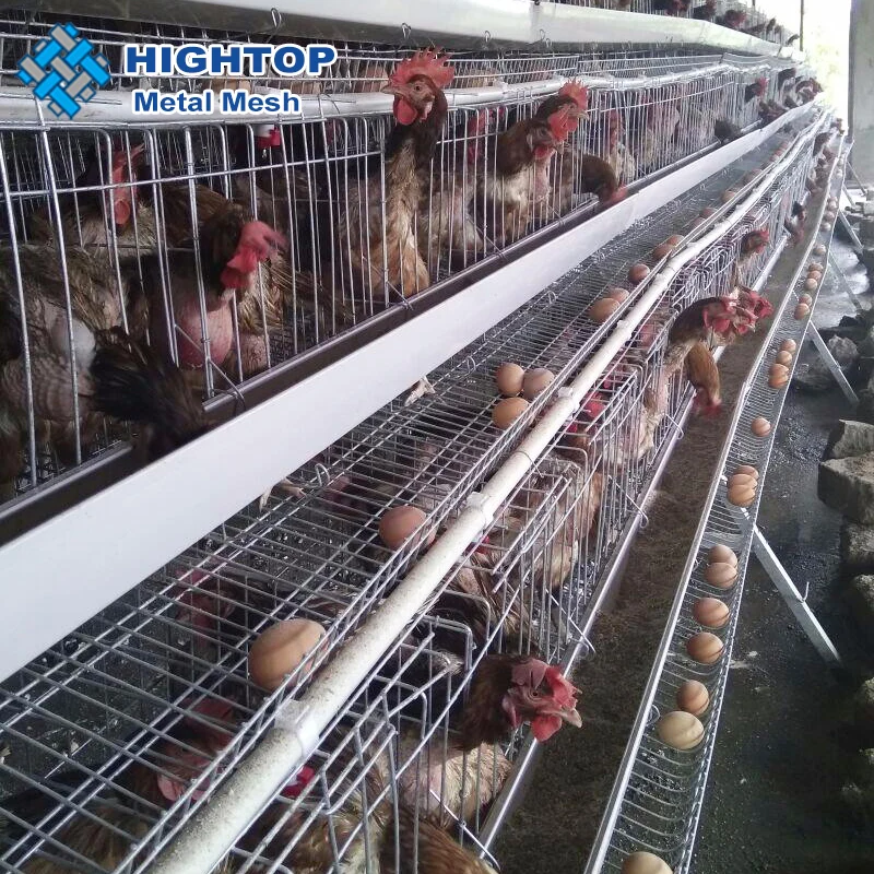 
Куриная клетка Hightop типа А для птицеводческой фермы, яиц, куриные клетки 