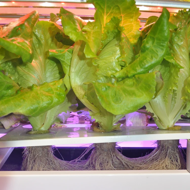 
Urban Farm Indoor Smart Hydroponic Greenhouse Vertical Microgreen Growing System 