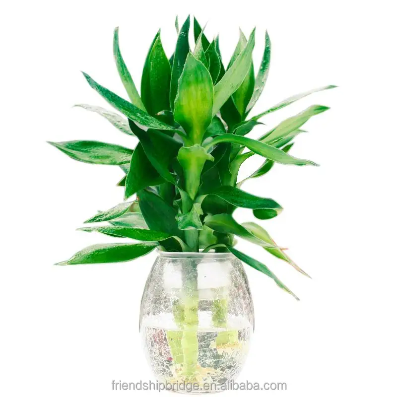 Гидропонная Роза бамбуковый цветок Бамбук Dracaena deremensis syn. Бамбуковые растения Dracaena Compact A Lotus