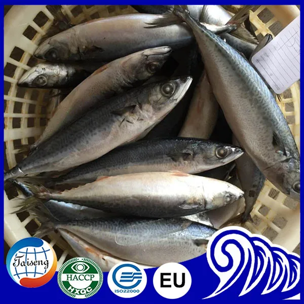 Морская свежая рыба замороженная Тихоокеанская скумбрия замороженная скумбрия