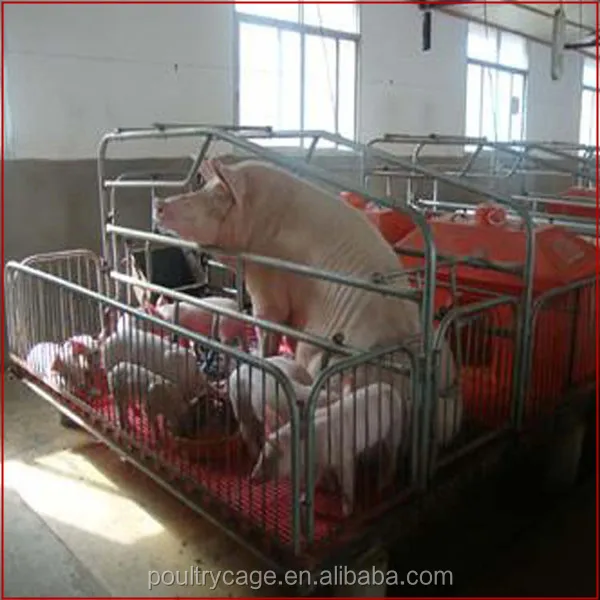 Wholesale Pig Feeding Equipment/Farrowing Crate For Sale