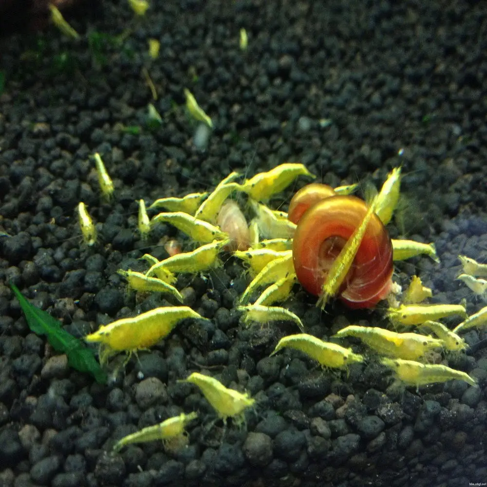 
Best Quality Algae Fertilizer for Pond Probiotics Aquaculture lobster Shrimps Fish 