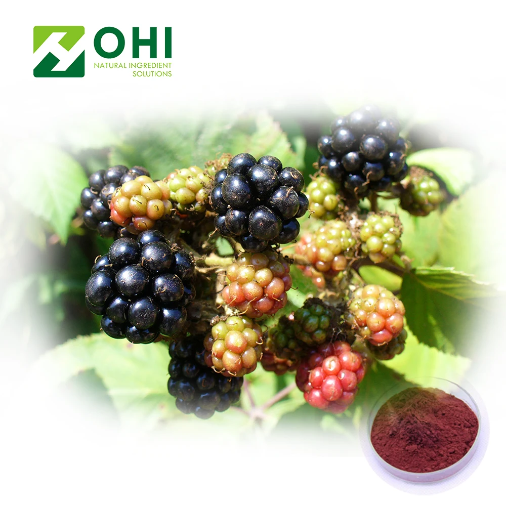 High Quality Anthocyanin Organic Black Berry Powder Blackberry Extract