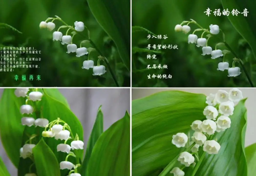 ladder to heaven Fresh live Convallaria majalis roots bulbs lily of the valley for planting