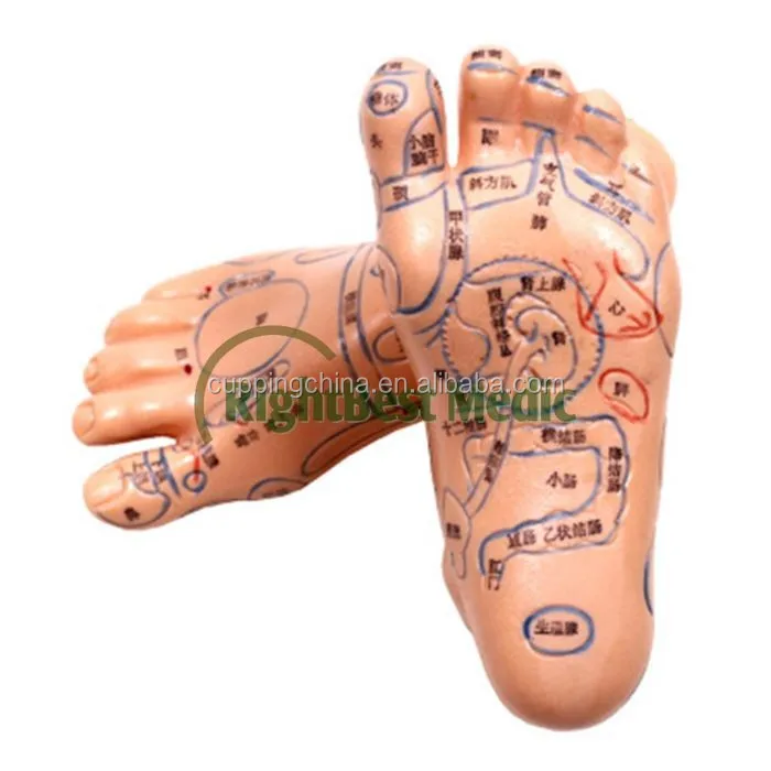 17CM English Medical Acupuncture Model Foot for traditional Chinese therapy medical science Reflexology Zone Model Right &Left