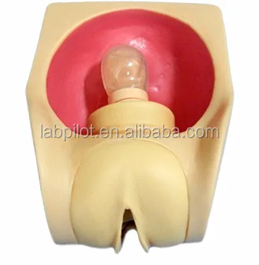 Female Contraception Practice Model with Vivid Uterus, Fallopian tubes and Vagina