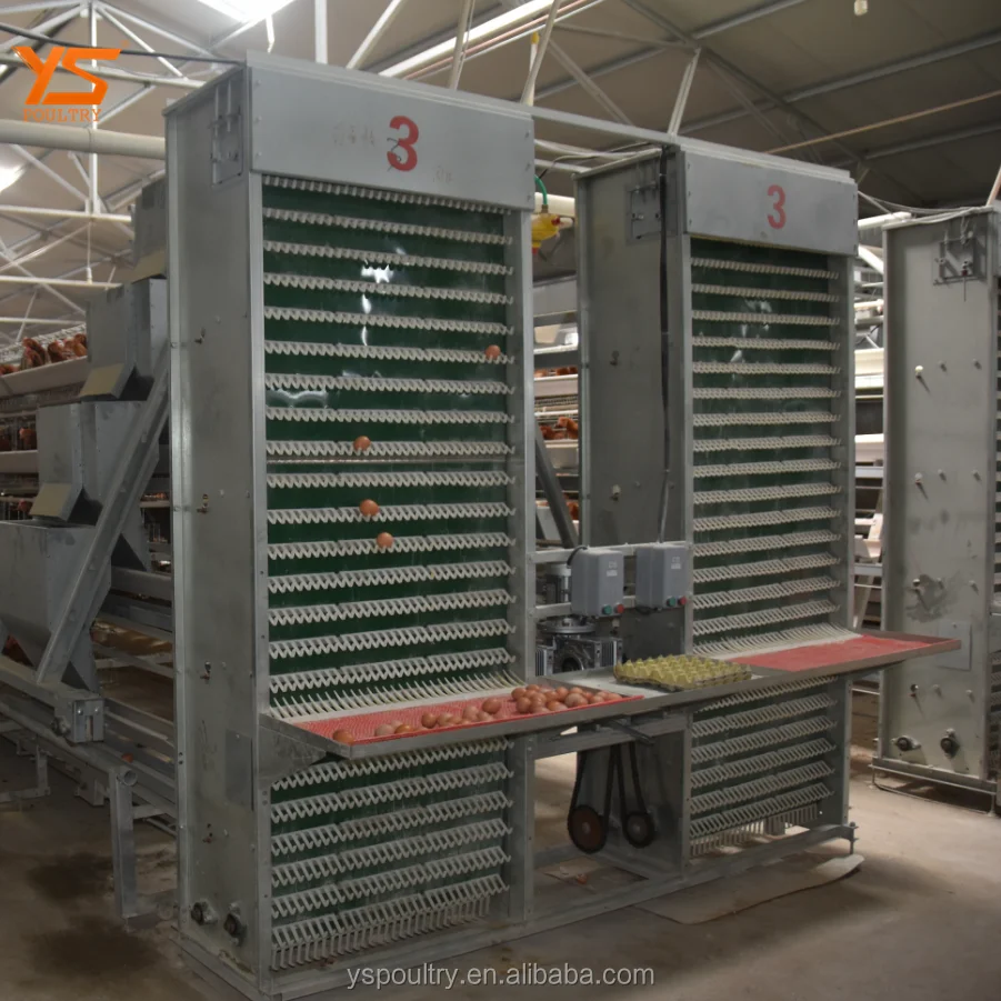 
Layer Chicken Automatic Egg Collect Machine for Poultry Farm Equipment 