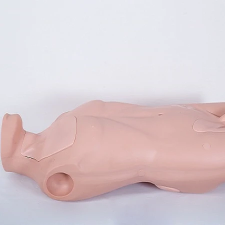 GD/L69A General Doctor Central Venous Catheteriation and Intramuscular Injection Simulator(medical model)