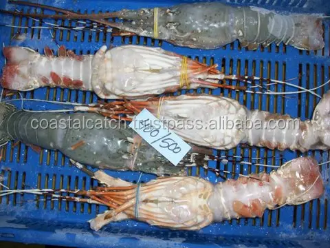 
FROZEN RAW LOBSTER WHOLE 