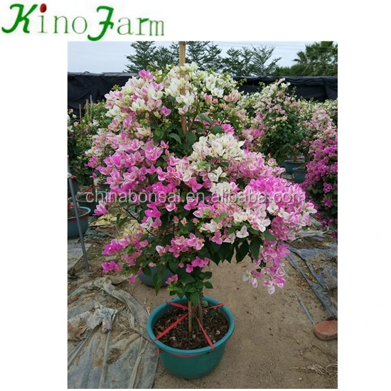 
Natural Plants Flowering Bougainvillea Bonsai 