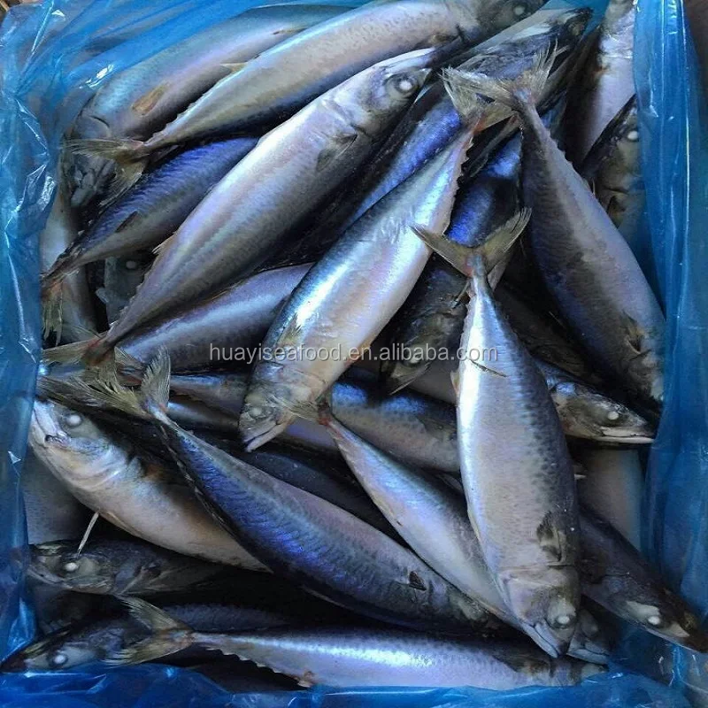 top urgent want to buy frozen pacific mackerel with competitive price