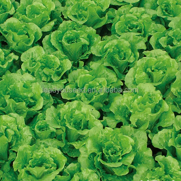 LT07 Duoke high yield green lettuce seeds, quality leaf vegetable seeds