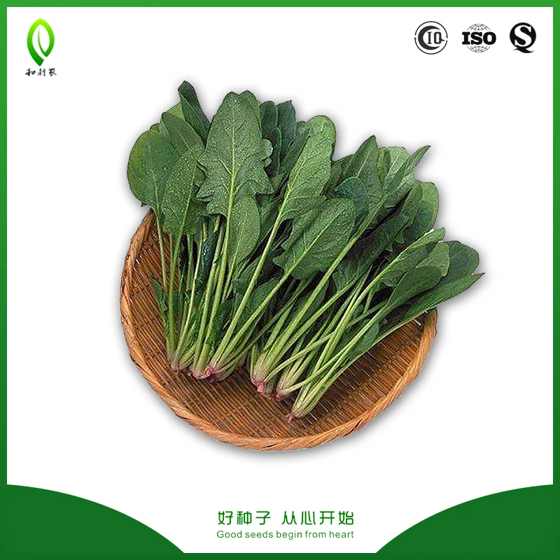
China vegetable seeds hybrid spinach seeds 